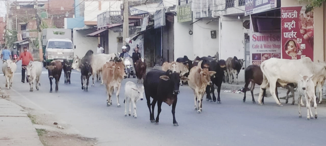 नेपालगञ्जमा छाडा पशु नियन्त्रण अभियान: थप ३८ पशु कान्जीहाउस पुर्‍याइयो